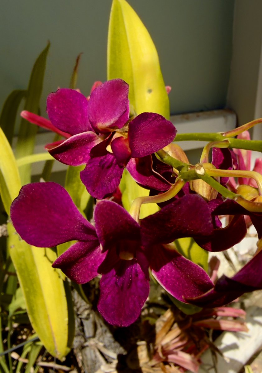 Elsa Ramos-Méndez tweet media