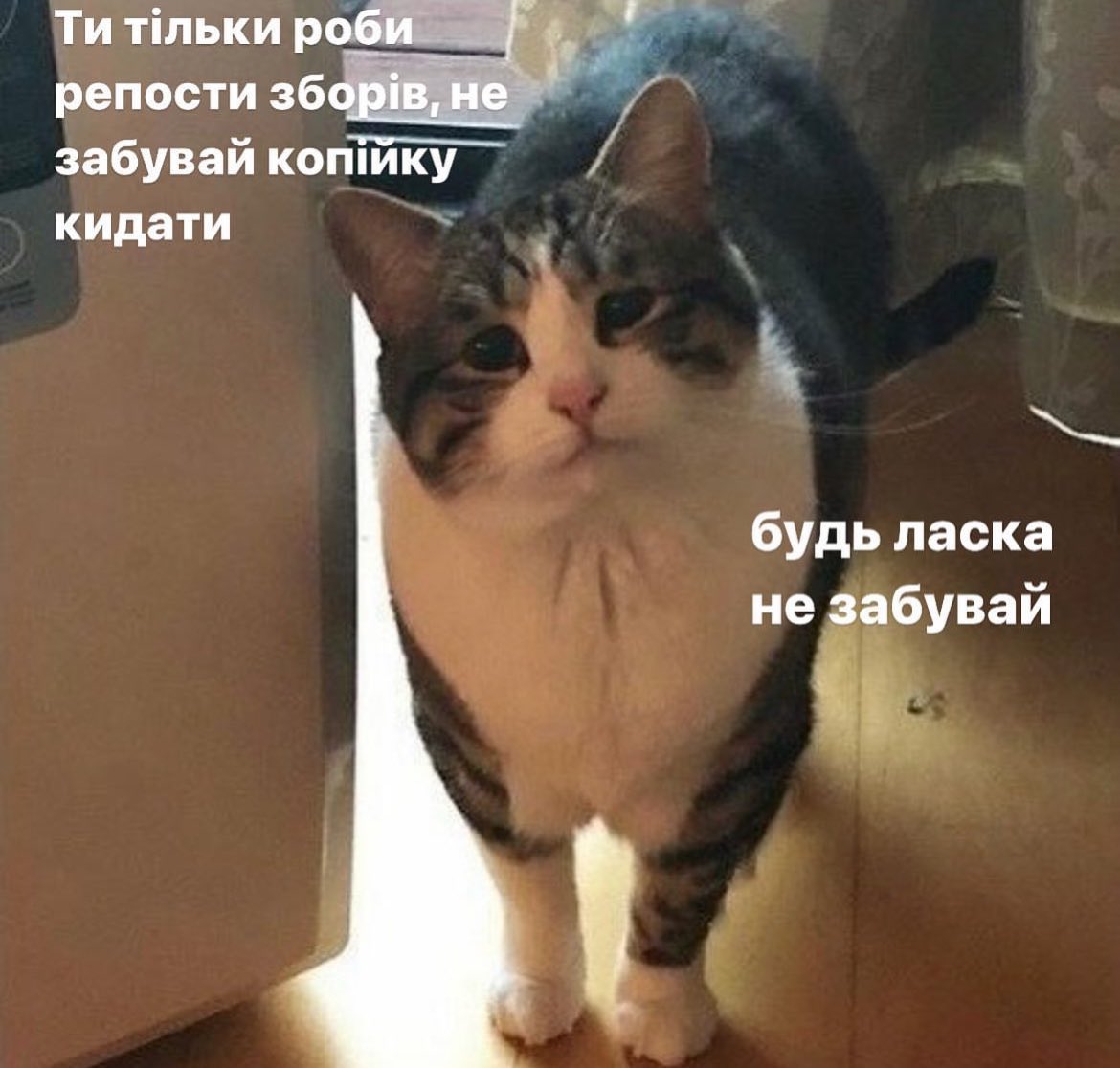 лютік - та, що лютує tweet media