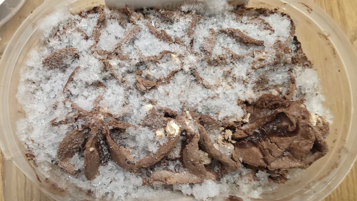 xmomusic's tweet image. 14 ay geçmiş dondurma mı satılır? @A101iletisim ve @AlgidaTurkiye sessiz kalarak bu skandalı kapatamazsınız. Bu sadece bir mağduriyet değil, halk sağlığı sorunudur. #Alo174 dahil tüm resmi şikayetleri yaptım. Takipçisiyim!

#A101 #Algida #Denetim @UnileverTurkiye @TCTarim