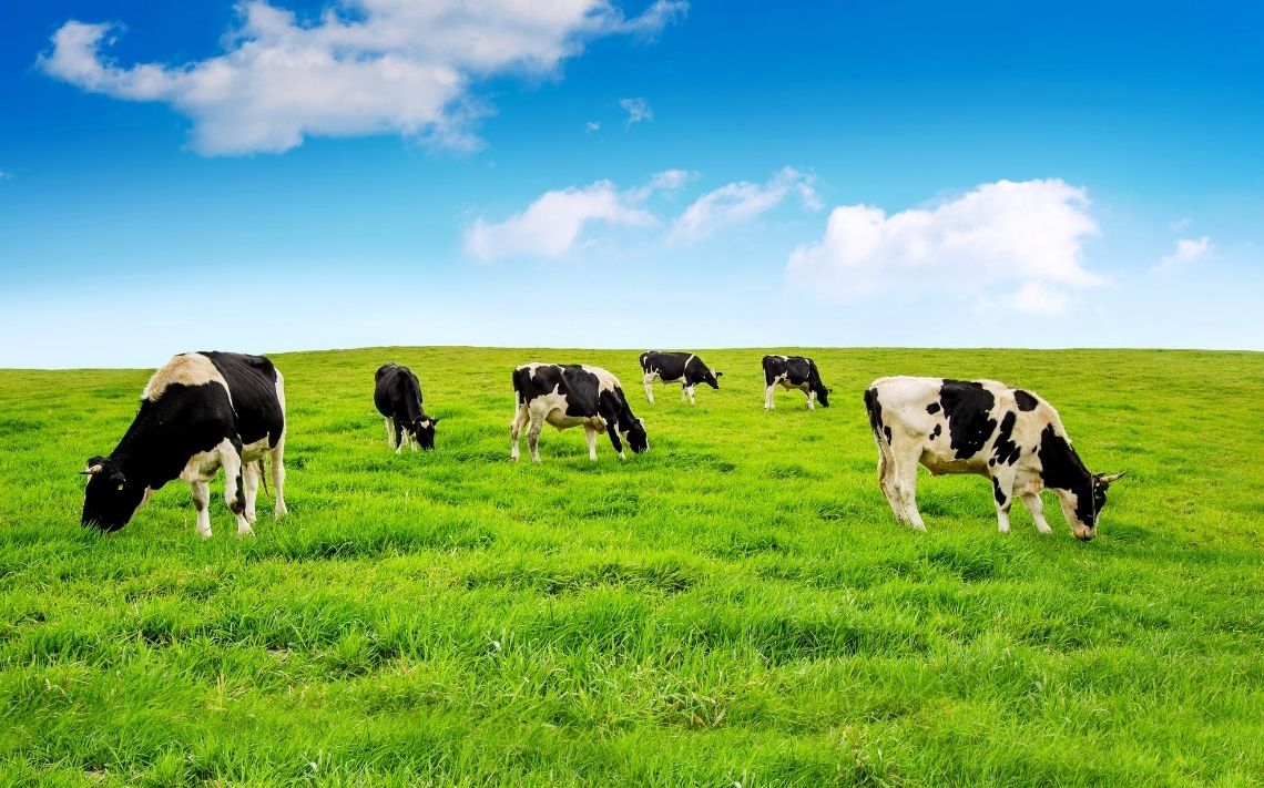 LKL Services tweet media