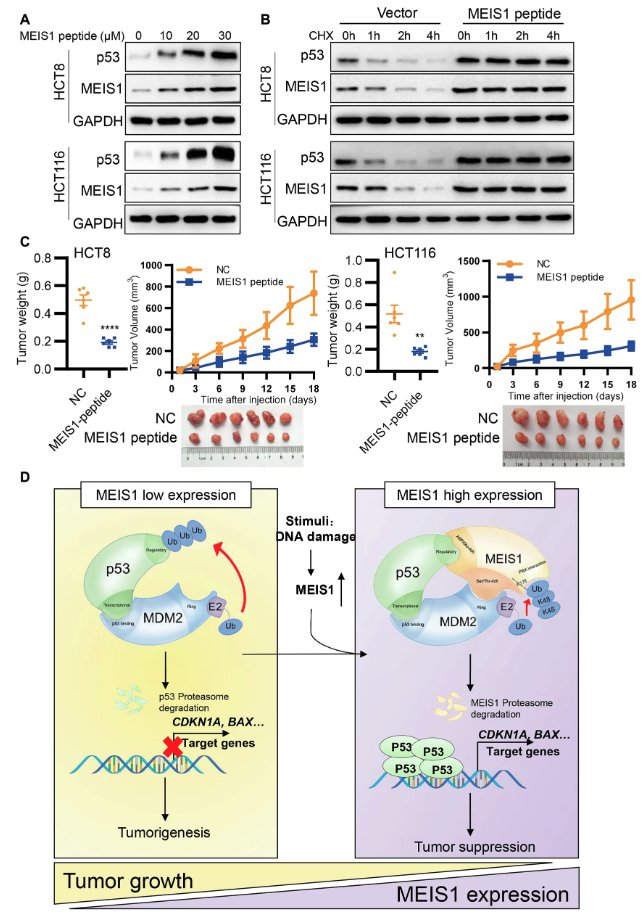 CDD press tweet media