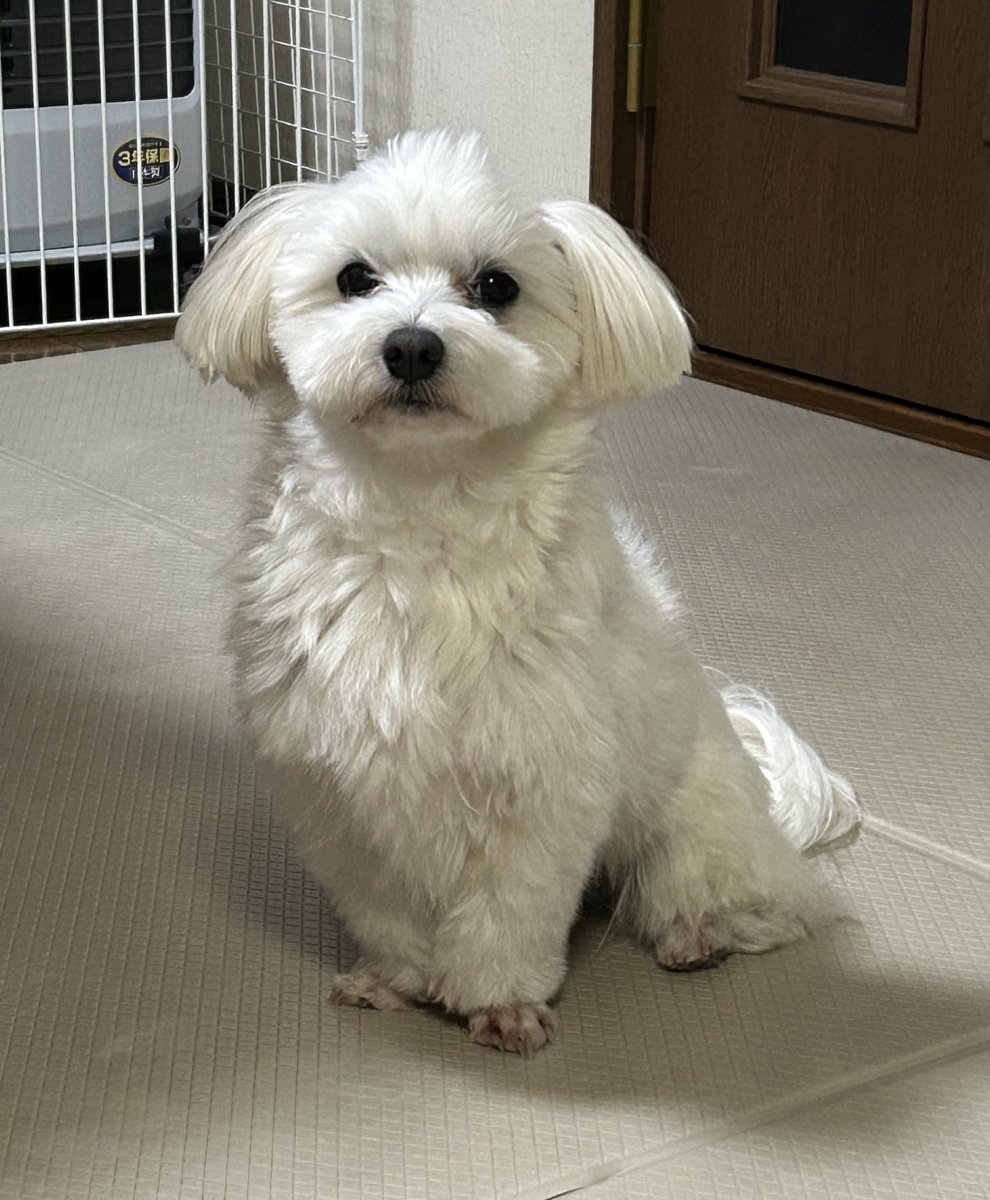 たらちゃん tweet media