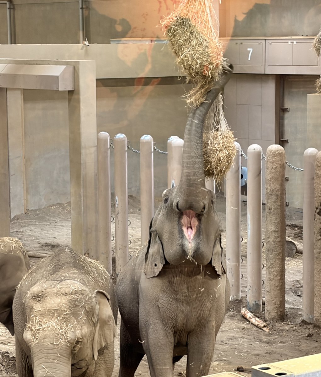 みんなで見よう ゾウさんのおくち。