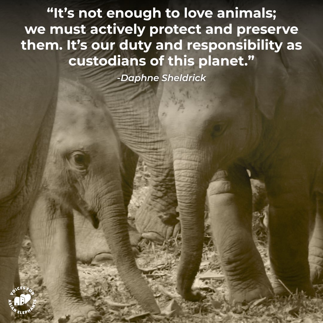 Voices for Asian Elephants (VFAE) 🐘 tweet media