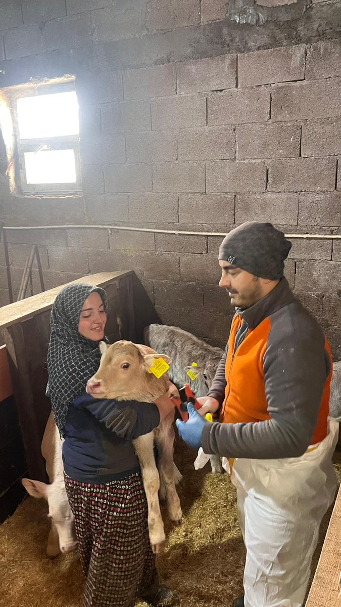 sivastarimorman's tweet photo. 📍Zara

📌 İl Müdürlüğümüz tarafından şap aşılama ve kimliklendirme uygulamalarımız devam etmektedir.

🐄 Hayvan sağlığını korumak, verim kayıplarını önlemek ve yetiştiricilerimizin emeğini güvence altına almak amacıyla veteriner hekimlerimiz çalışmalarını sürdürmektedir. https://t.co/DdzU3BRV1K