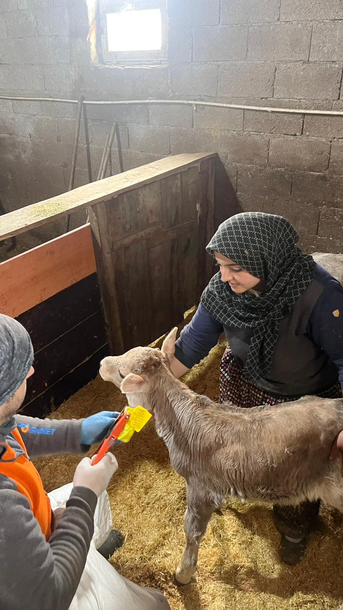 sivastarimorman's tweet photo. 📍Zara

📌 İl Müdürlüğümüz tarafından şap aşılama ve kimliklendirme uygulamalarımız devam etmektedir.

🐄 Hayvan sağlığını korumak, verim kayıplarını önlemek ve yetiştiricilerimizin emeğini güvence altına almak amacıyla veteriner hekimlerimiz çalışmalarını sürdürmektedir. https://t.co/DdzU3BRV1K