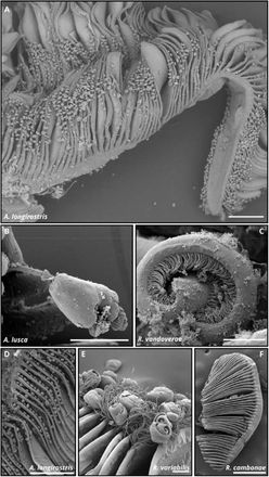 Javier del Campo tweet media