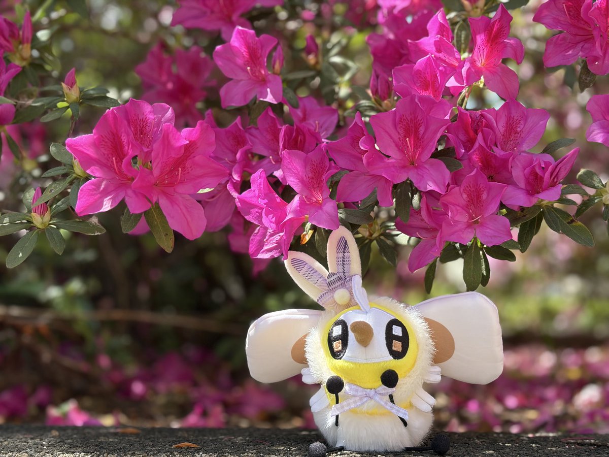 meniusaa's tweet photo. アブリーはお花を眺めている、リラックス見たいですね～🌸
 #ポケモンfit https://t.co/JNpQfRPnVl