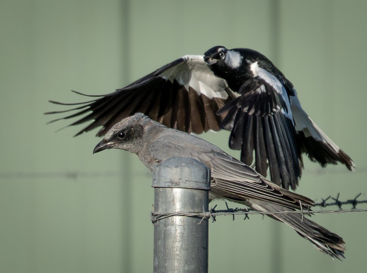 Canberra Things tweet media