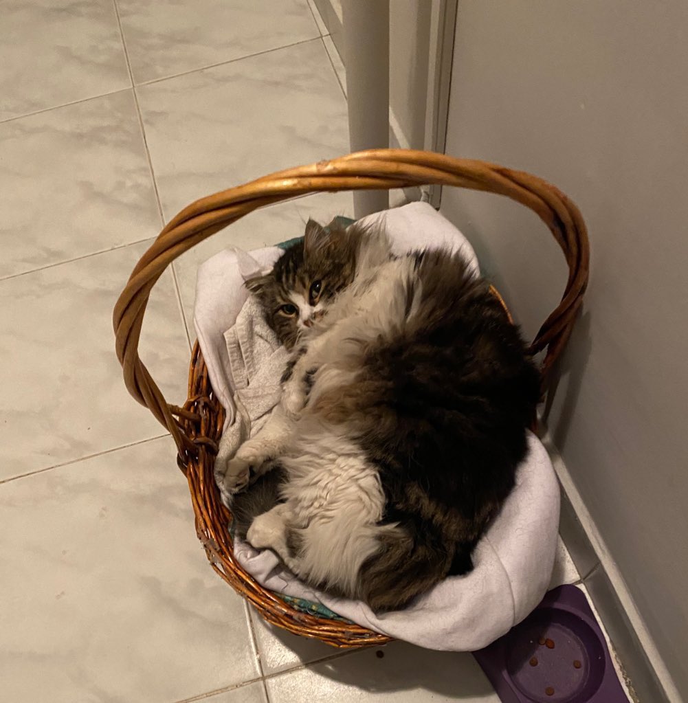 Helin1515's tweet photo. #İSTANBUL #kedisahiplendirme #kedi
İSTANBUL YUVA ARIYOR // 5314594577
Çok güzel ve çok tatlı, uysal bir kedi. Tam bir sevgi delisi mırmır, konuşkan ve kendini sevdiriyor. Kışın binada bakıyorduk ama artık bina sakinleri istemiyor sahiplendirmem lazım. Yetişkin, dişi, kısır. https://t.co/aXlnKb33Kn