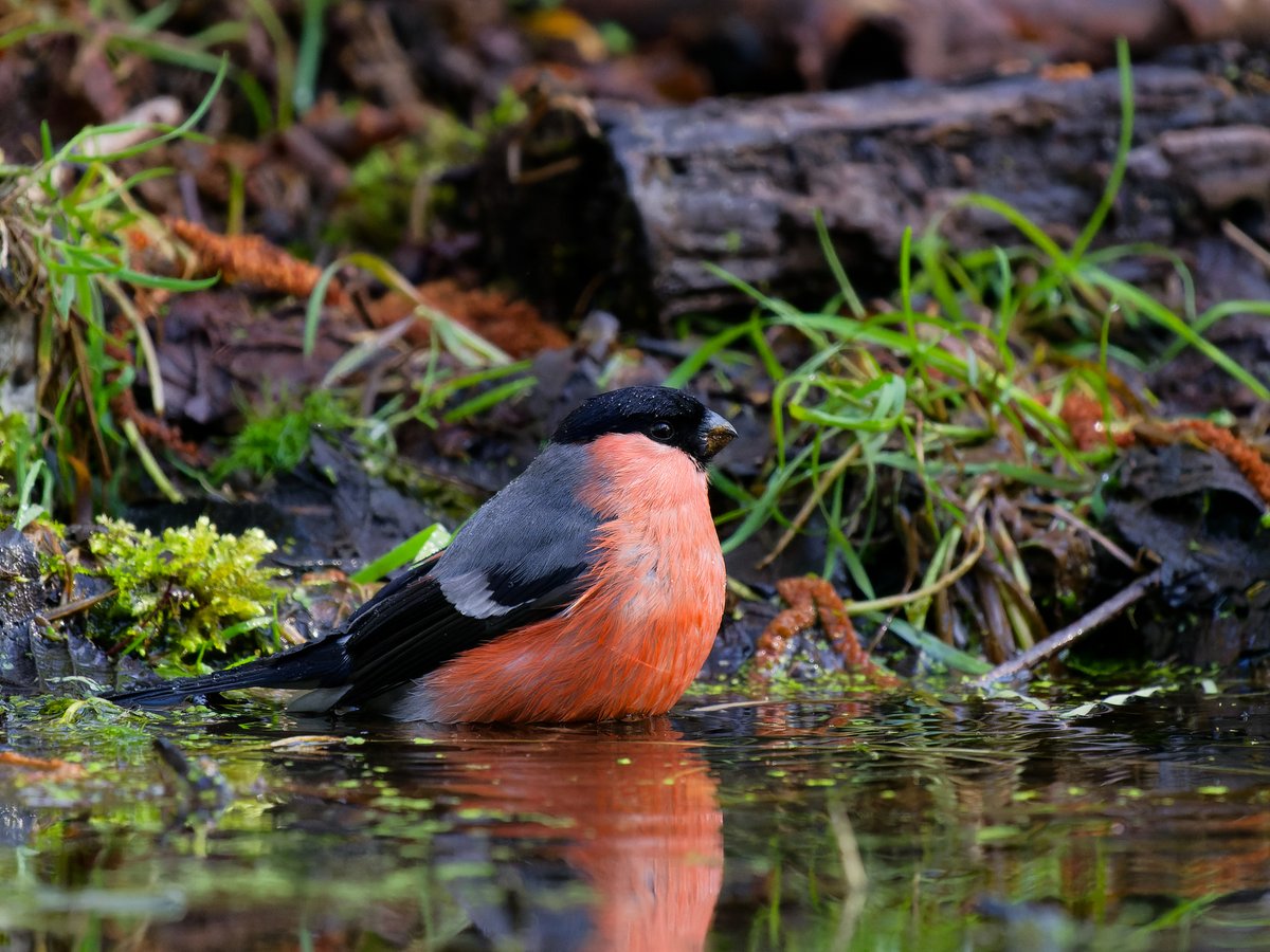 Michael Sanders tweet media