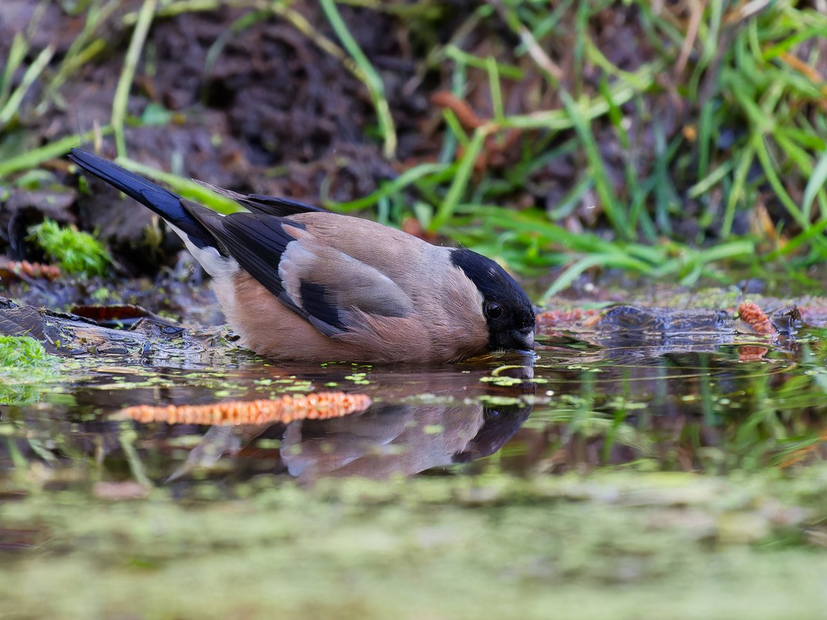 Michael Sanders tweet media