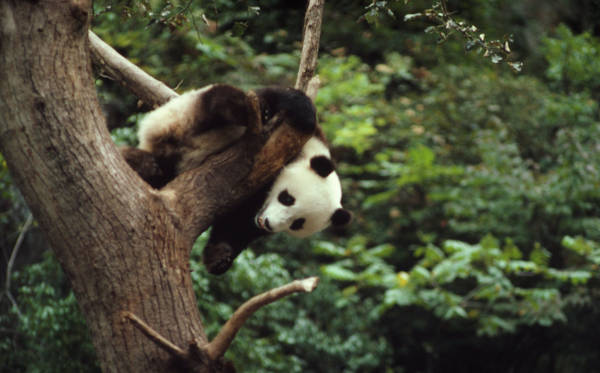 WWF_Roma's tweet photo. #oggi #GiornatadelPanda 🐼 Passato da classificazione "in pericolo" a "vulnerabile".Una svolta per il futuro di una specie amata in tutto il mondo,icona @WWF e della #natura da salvare, grazie ai progetti di conservazione messi in atto proprio dal WWF https://t.co/clqTFsbgp8 https://t.co/5JmJd9pzWK