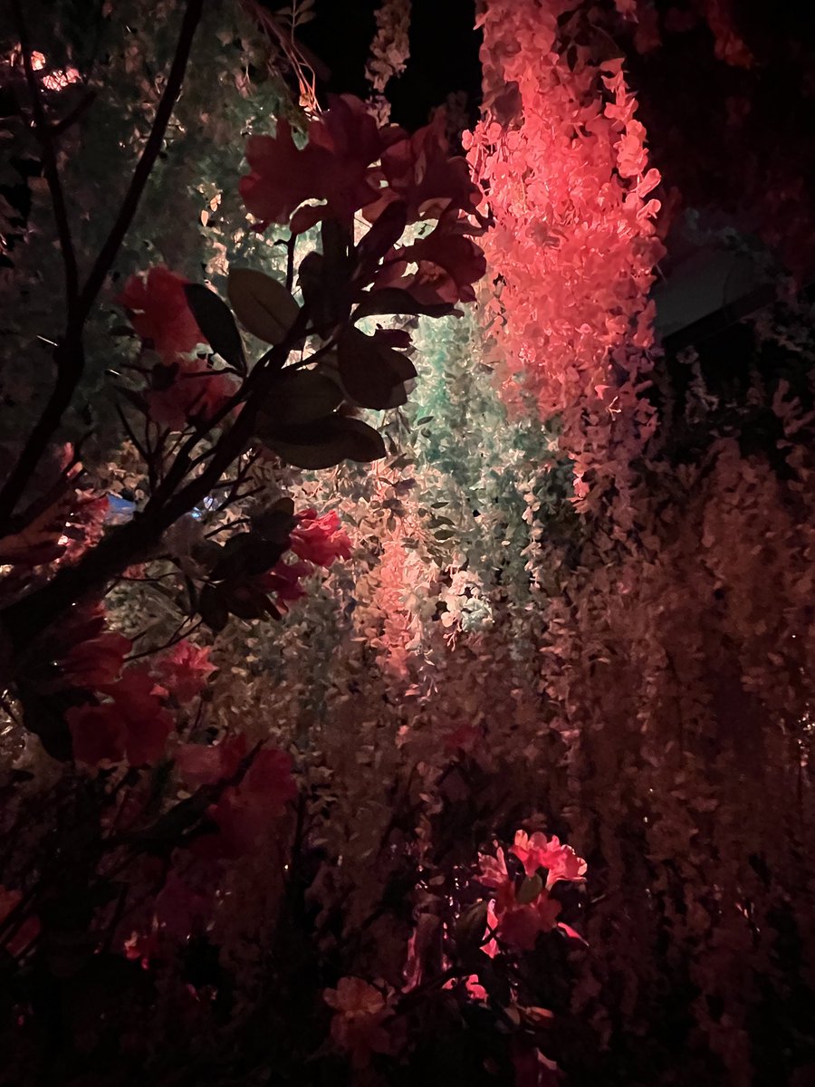 貓系小法師/•᷅•᷄\୭ tweet media