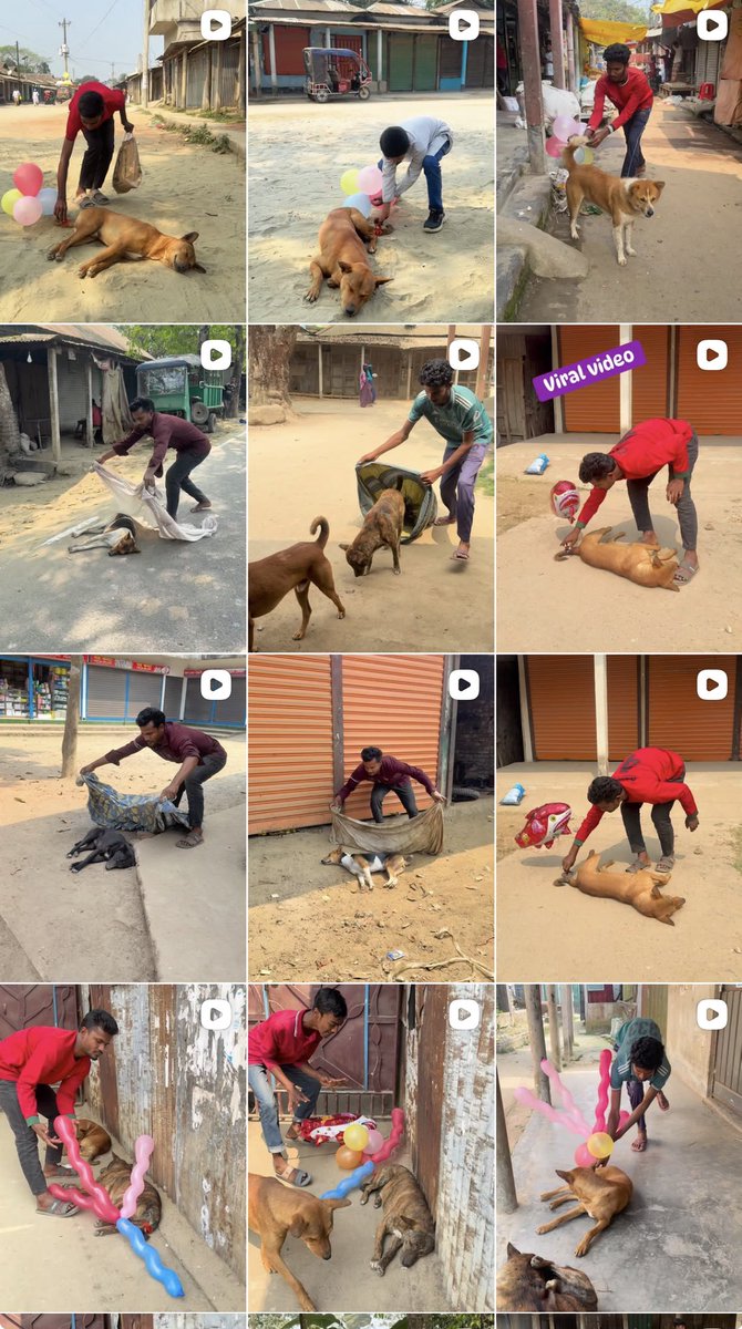 YSaghal's tweet image. These people form the majority

Exploiting, tormenting, and humiliating dogs for content, attention, and cheap engagement.

They would be quick to report if the dog retaliate in anger. 

#NoMore50 #StopAnimalCruelty
#JusticeForAnimals
#ArrestAnimalKillers
#SavelndianAnimals