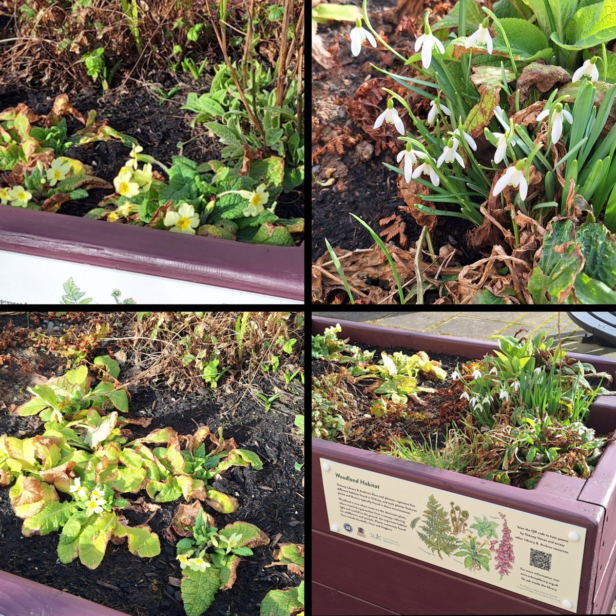 Orkney Library tweet media