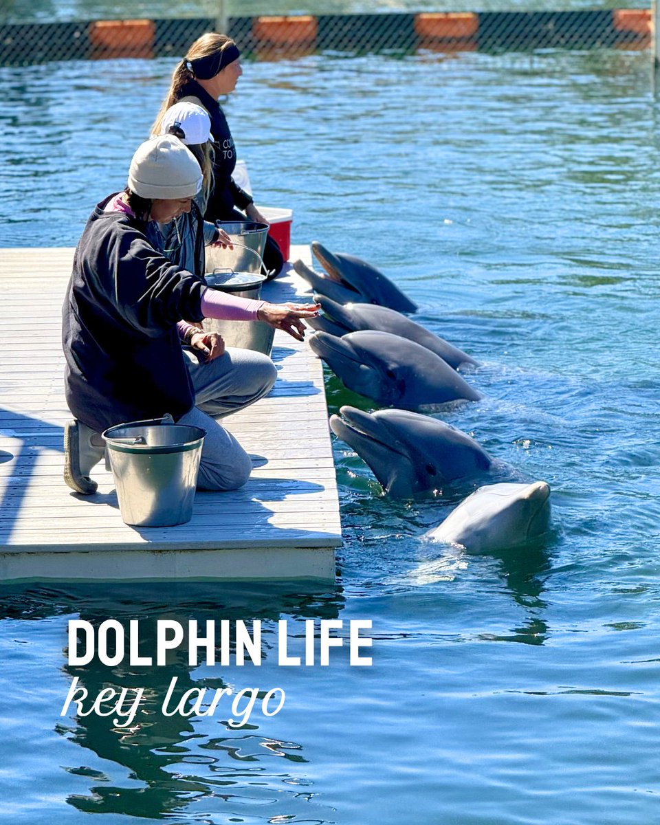 The Florida Keys & Key West tweet media