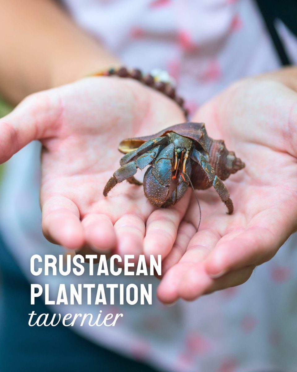 The Florida Keys & Key West tweet media