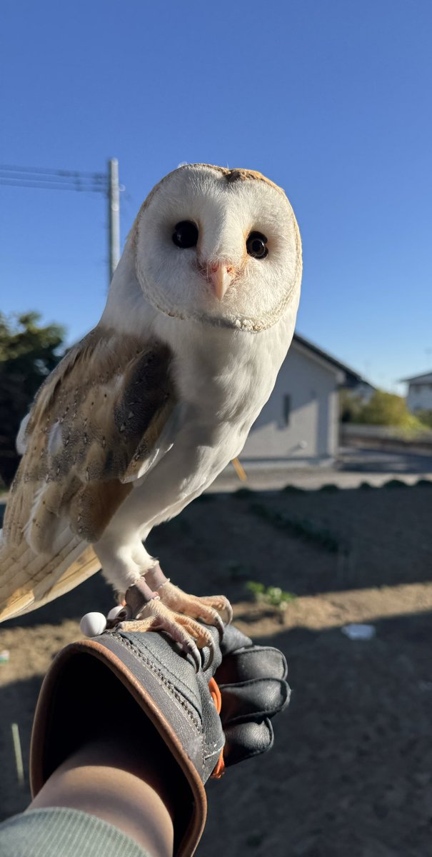 メンフクロウを逃してしまいました
群馬県太田市龍舞町のプリムローズ向かいの竹藪にいます
11時からずっとここにいます
もし飛んでいってしまった際、保護された方や目撃情報お願いします
黄色とオレンジの紐をつけてます
捕獲にあたりなにかありましたら教えてください

#メンフクロウ