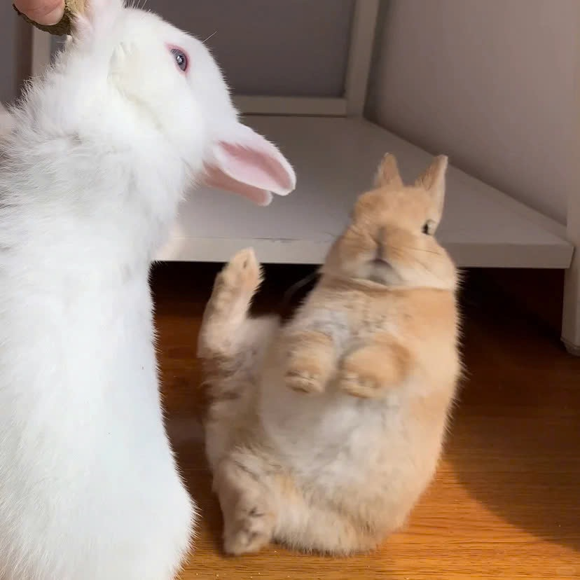 Eu to amando essas imagens sem contexto