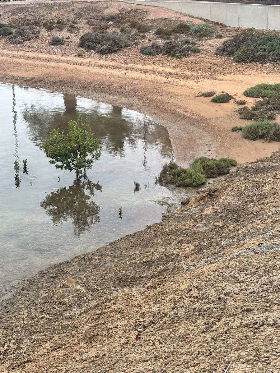 Gillian Fennell tweet media