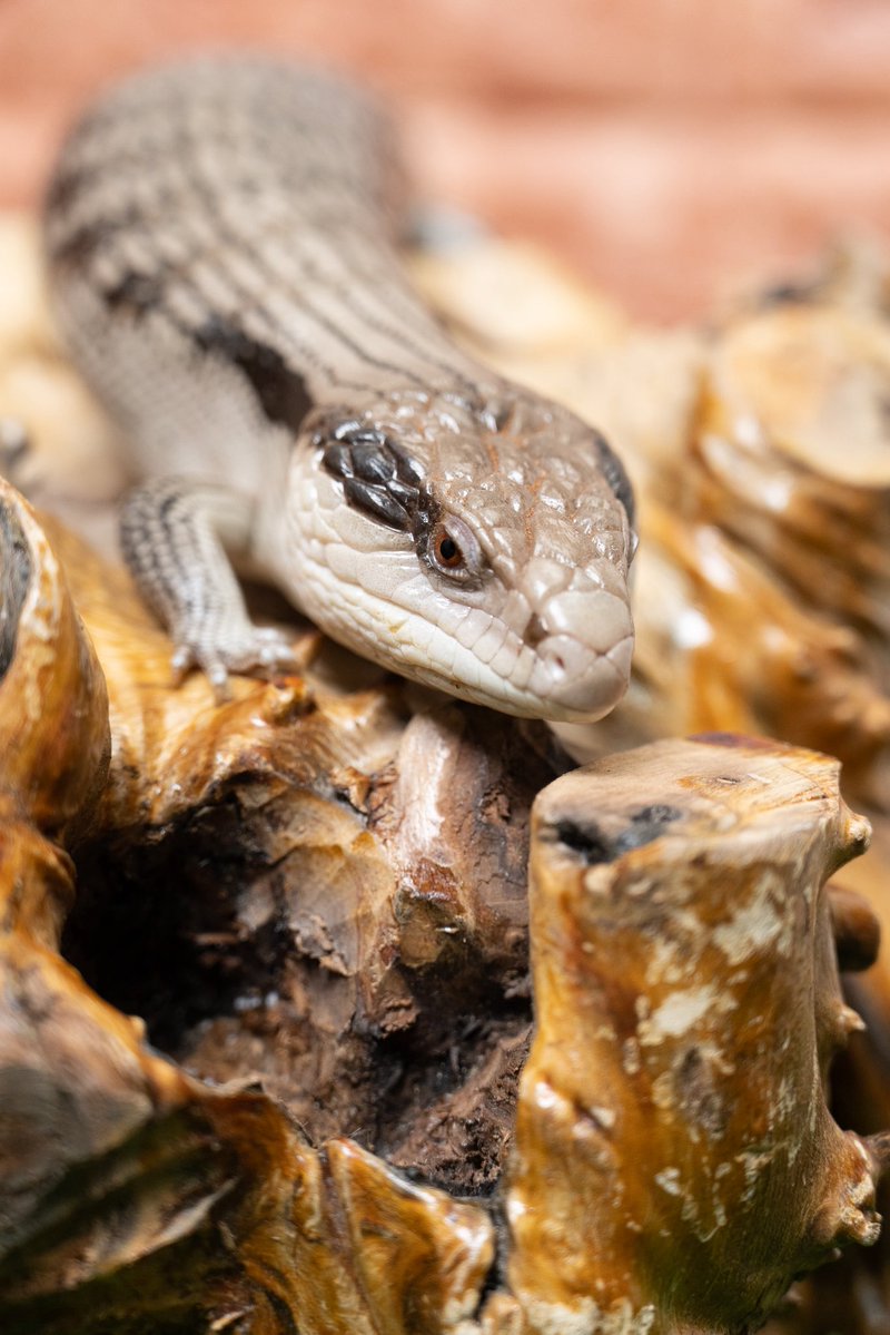 もふりっず|アオジタごはん|ナゴレプ tweet media