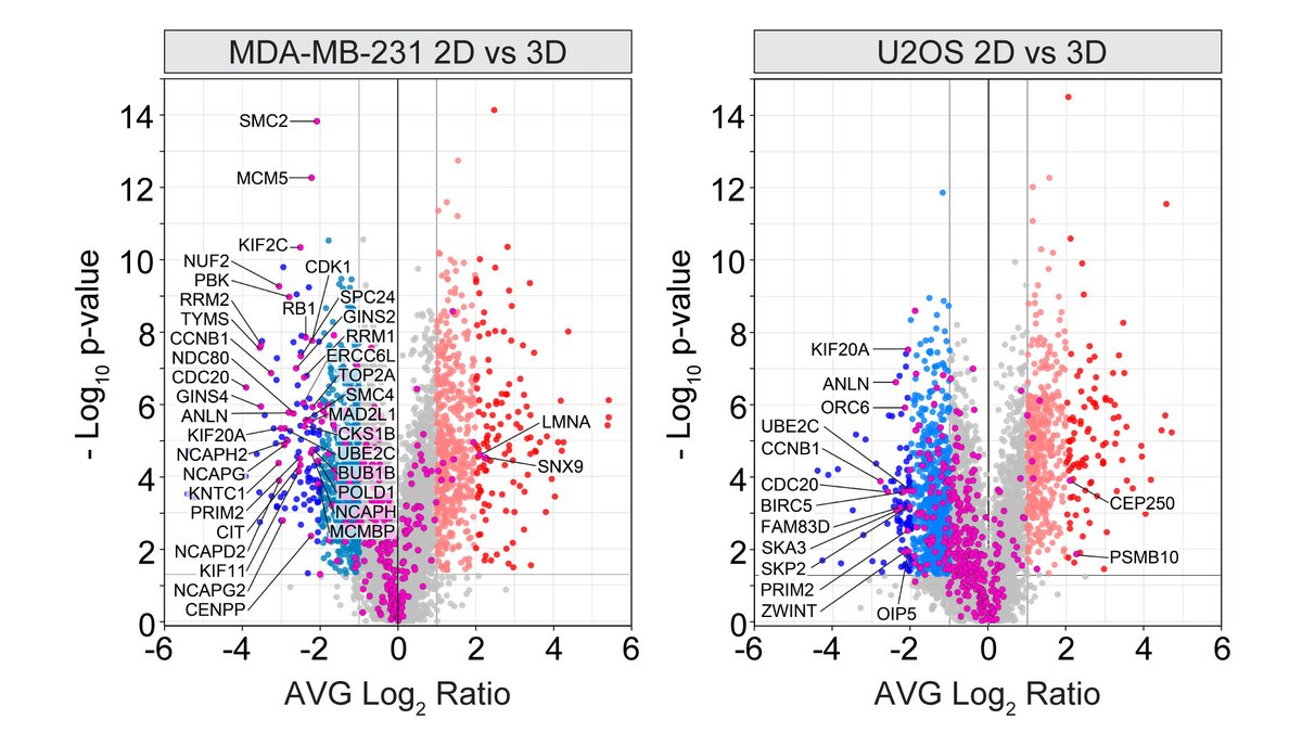 Iva Tolić tweet media