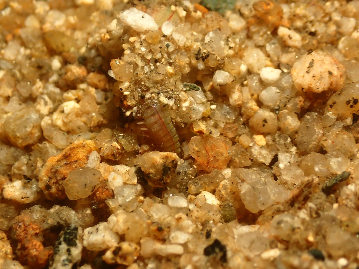 このゴカイ川にいたけど、どちら様。