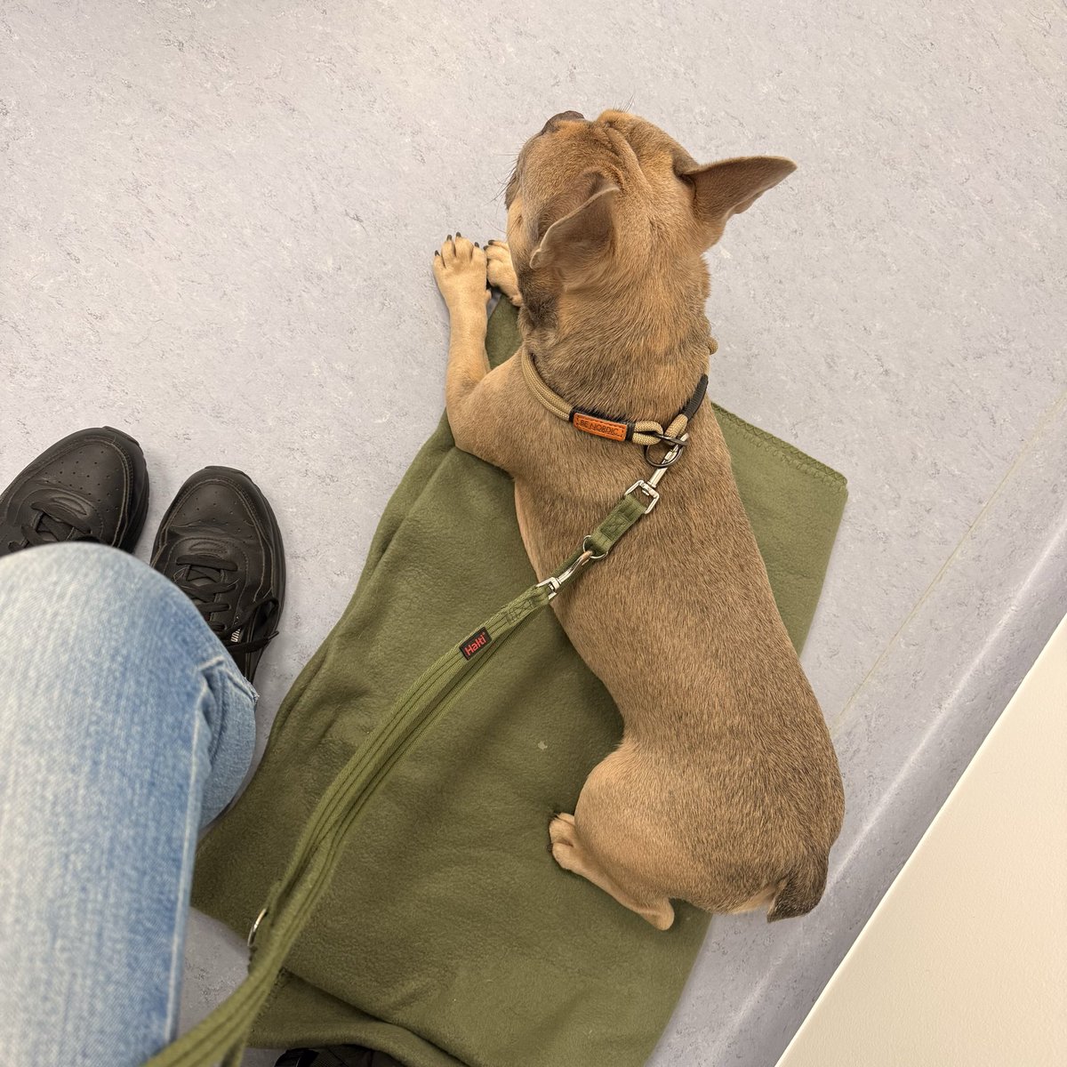 Ich war beim Einschlafen dabei und werde ihn nach der OP beim Aufwachen begleiten. Das ist für mich das erste Mal, dass das ich das überhaupt bei einem Hund darf. In den großen Kliniken ist das nicht erwünscht. 
Für Luxor aber genau das was er braucht 🥰
Bitte drückt die Daumen.