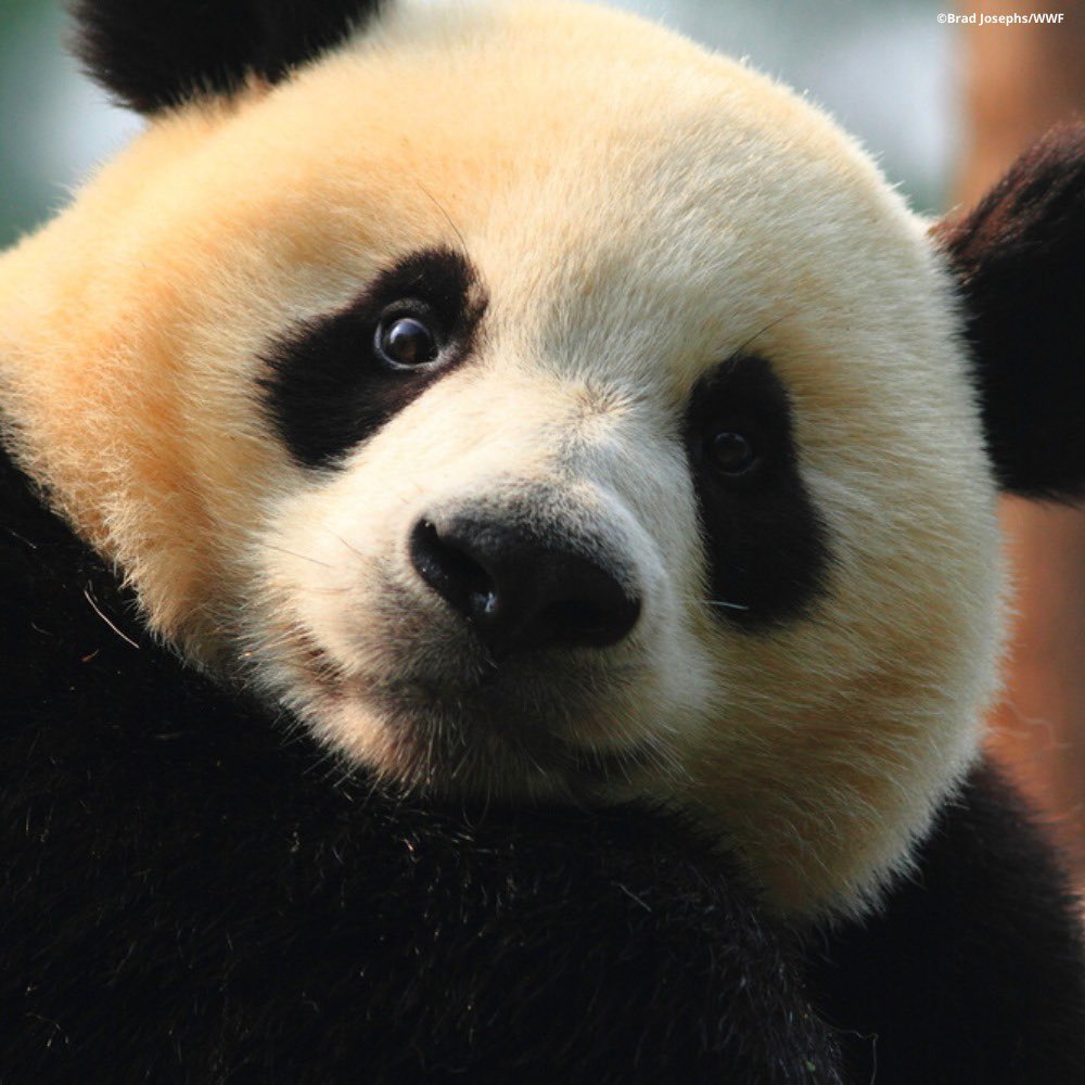 🐻 Bear 🍃 tweet media