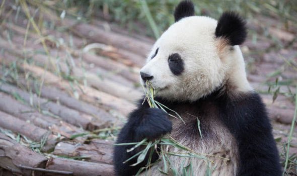 🐻 Bear 🍃 tweet media