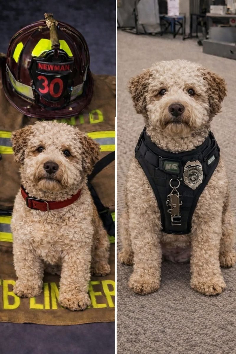 Araminta tweet media