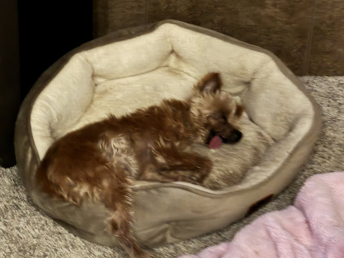 Michael Creger tweet media