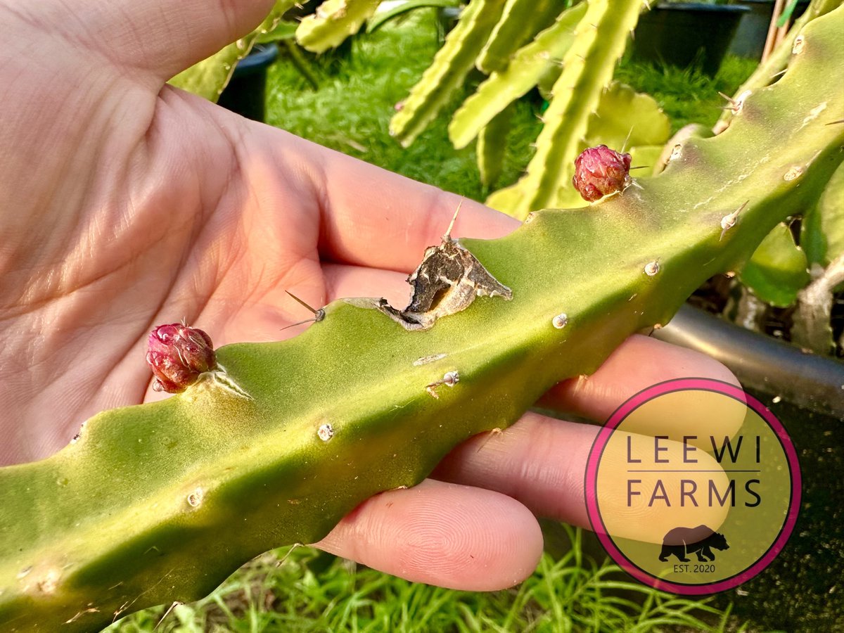 leewifarms's tweet photo. Fenrir is also joining the early buds club this March. The busy dragon fruit season has begun, with fertilizing of the plants completed over the weekend. https://t.co/4bsPzI3qq5