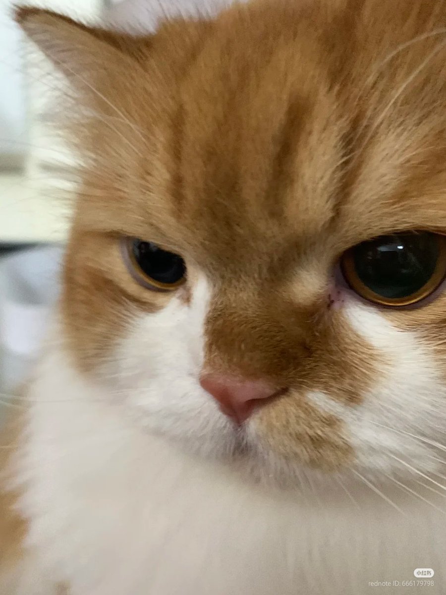 No Context Cats tweet media