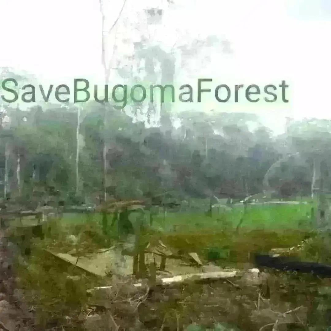 I am Endel Stamberg, a climate activist from Germany. Uganda forest cover is shrinking. And one of the forest in Uganda has been sold for agribusiness.  I’m calling upon activists around the world to add their voices on mine and #SaveBugomaForest! 
<a href="/KaoHua3/">Ola</a>
<a href="/Greenpeace/">Greenpeace International</a>