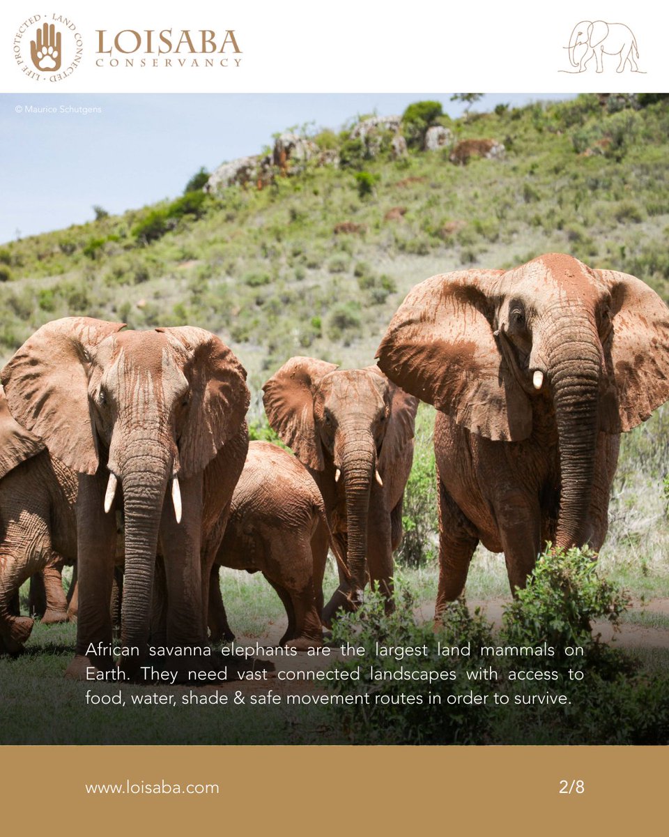 Loisaba Conservancy tweet media