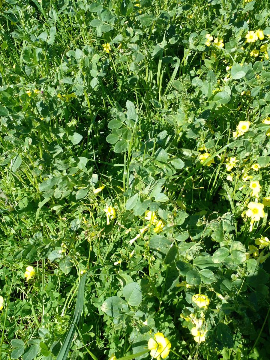 AGROFIG PRIMA tweet media