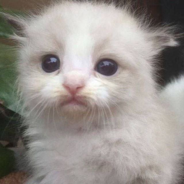 mia 🍓 tweet media