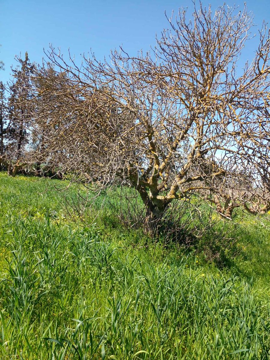 AGROFIG PRIMA tweet media