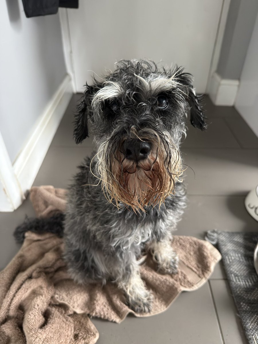 Ralph the Mini Schnauzer tweet media