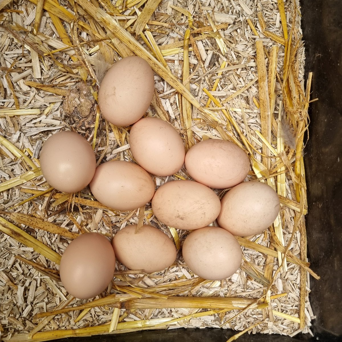 I'd like this to be a nice post about "oh look what my chickens laid," but it's not.
It's about food security and preparing yourself for potential food shortages and famine.
Sounds crazy right?
We live in the West, and famine is something that happens to Africans, right?
Wrong.