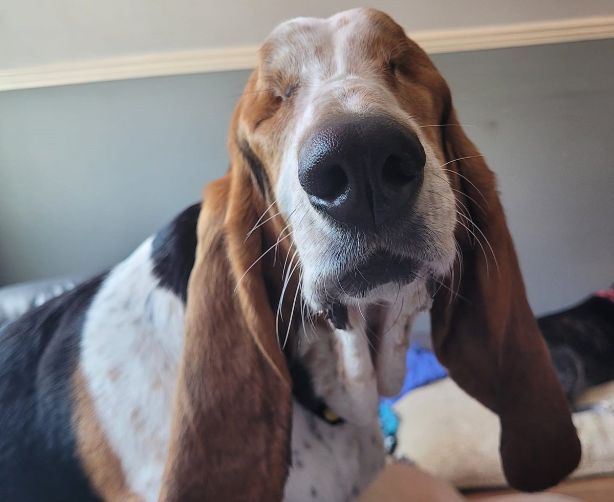 Dogs Trust 💛🐶 tweet media