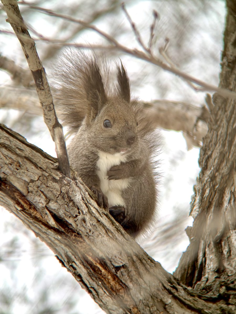 Yuzuneco tweet media