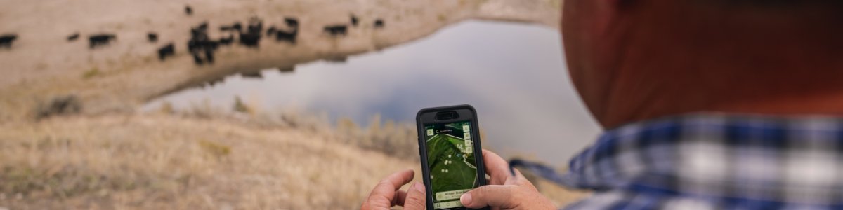 Progressive Cattle tweet media