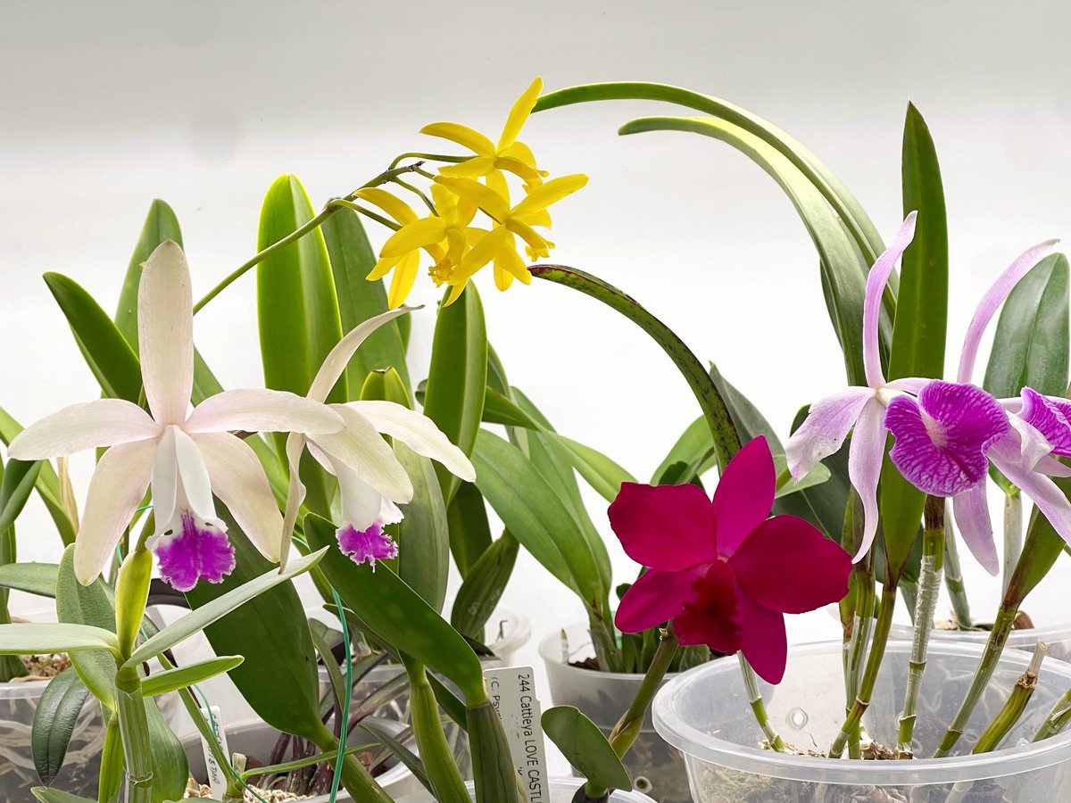 Inga Nik tweet media