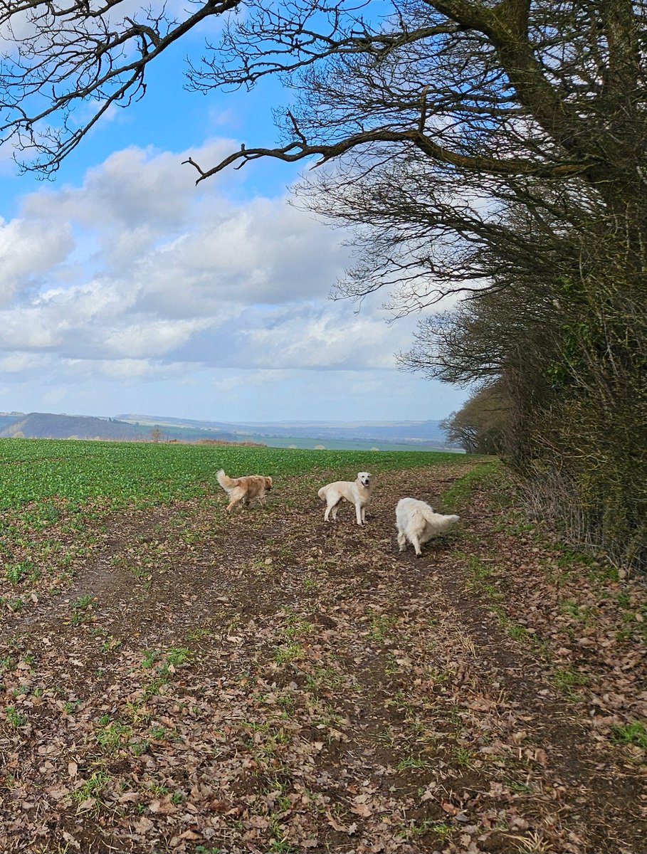 Michael Millar tweet media