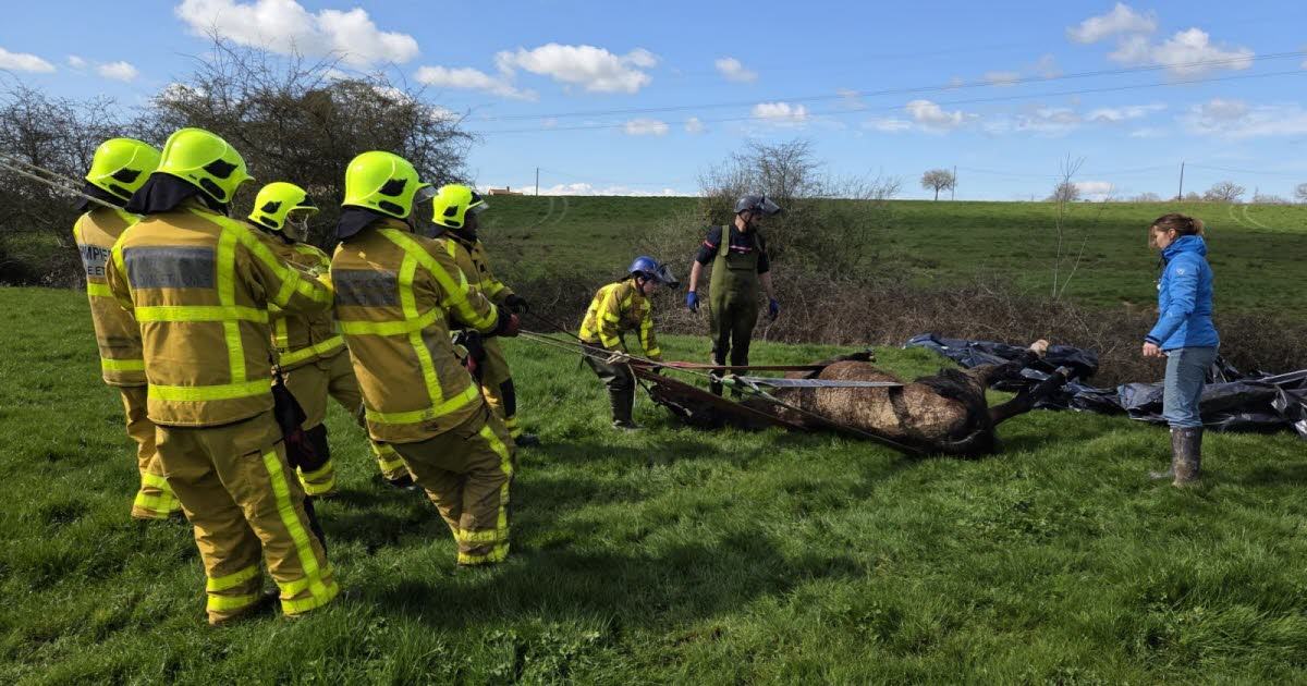 LFPCheval tweet media