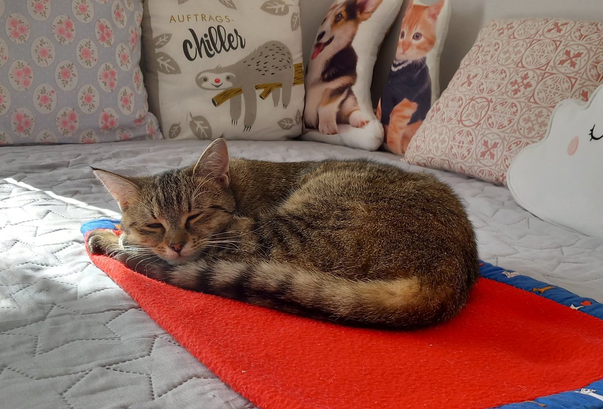 ⋆Lucia⋆ Johannes' Bloody Angel tweet media