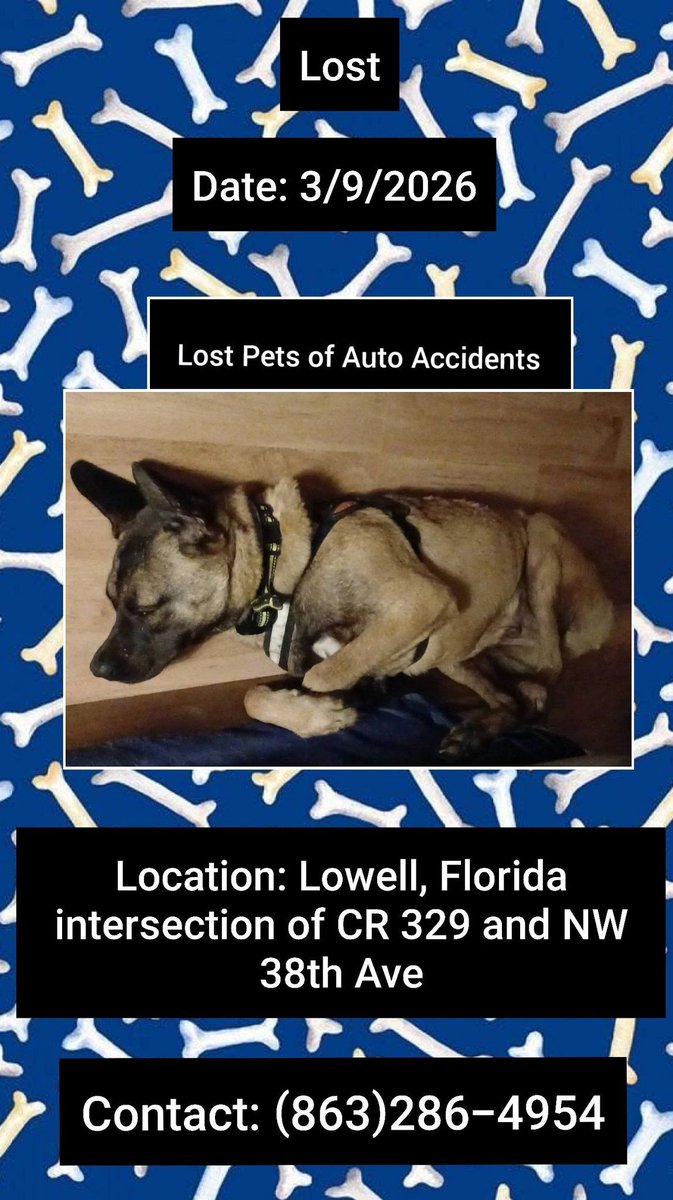 Gunnar was involved in a car accident 
His owner was found deceased &amp; Gunnar was missing 3/9/26
#Lowell #Florida 
➡️ Intersection of CR 329 &amp; NW 38th Ave
Male
German Shepherd 
Tan/Black
Please contact (863)286-4954 w any sightings
buff.ly/NommiTD
#LowellFL #FL #Lostdog